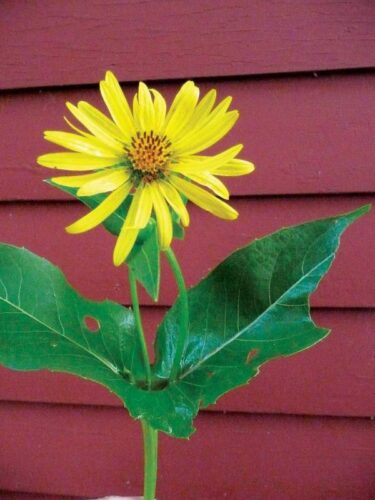 Why Natural Insect Control Works Better